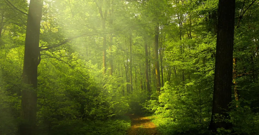 How can trees help save our environment?